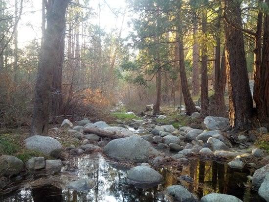 Strawberry Creek on Pine Dell