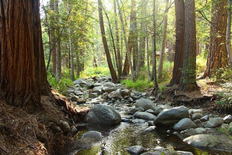Strawberry Creek on Pine Dell